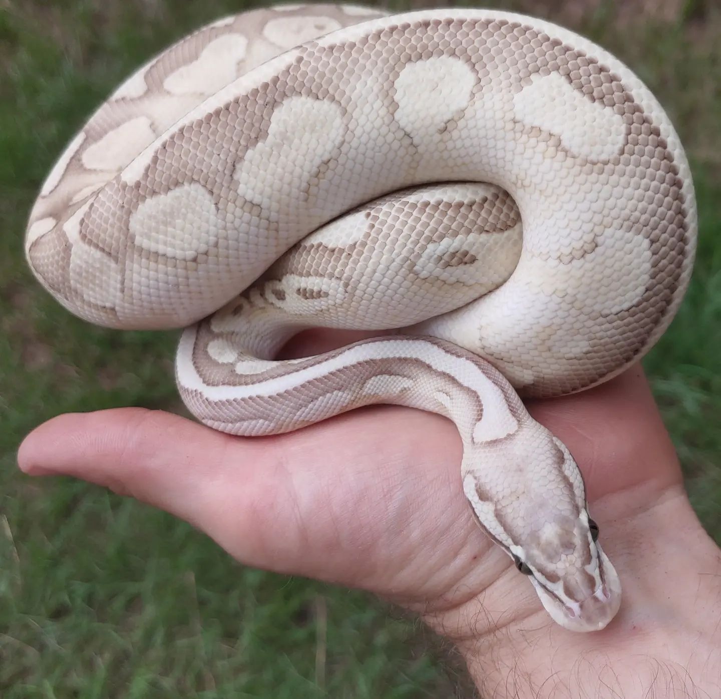 Super Pastel Lesser Yellowbelly Or Specter Pos Het Clown Ball Python by ...