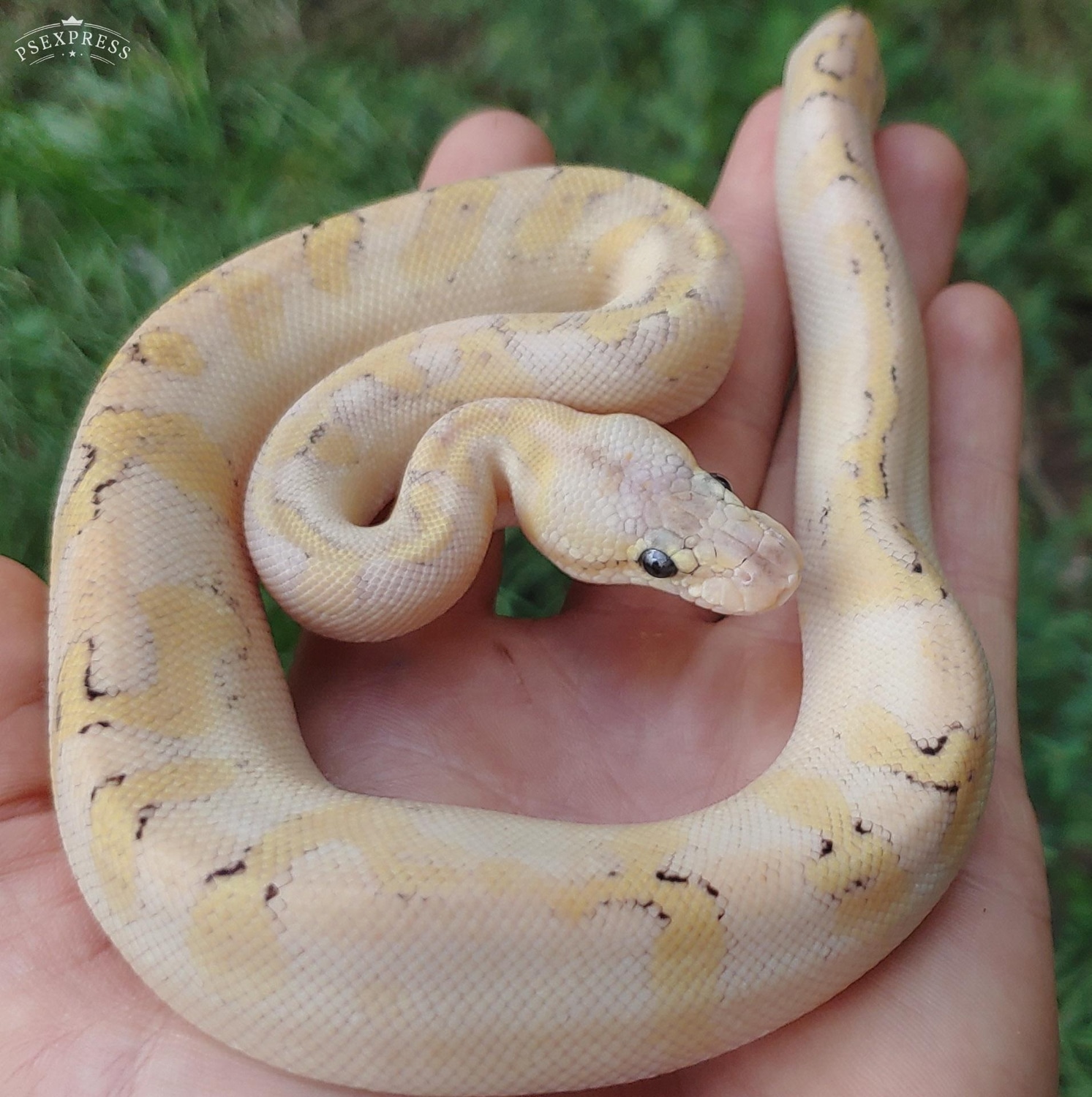 Pastel Enchi Mojave Champagne Ball Python by Olympian Exotics - MorphMarket