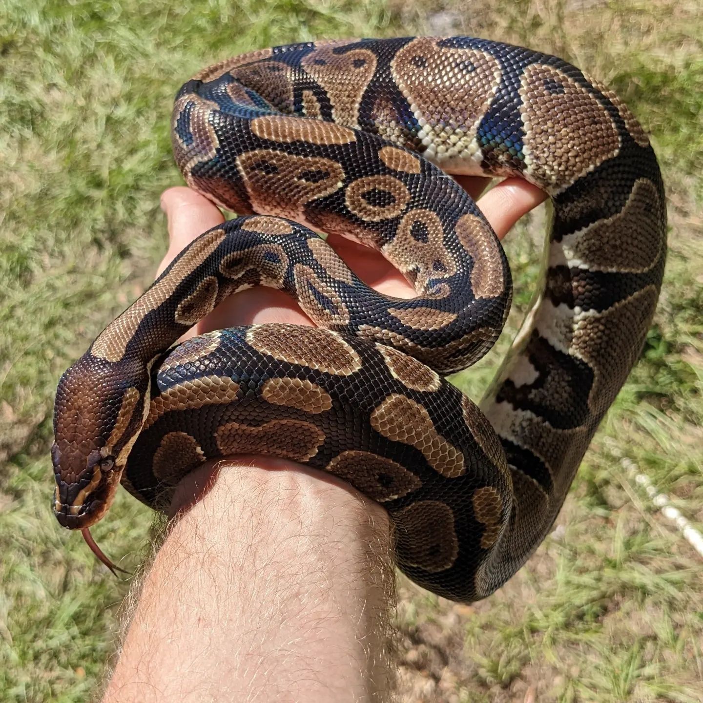 Normal Female Ball Python by Olympian Exotics MorphMarket