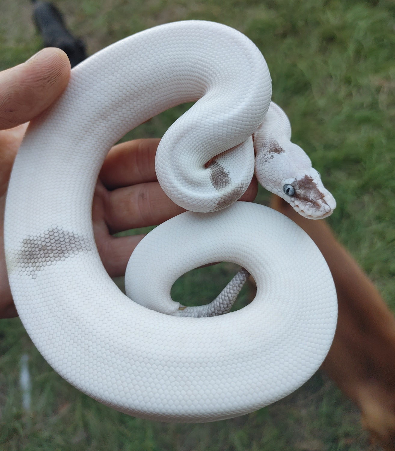 Lesser Mojave Paradox Ball Python by Olympian Exotics MorphMarket