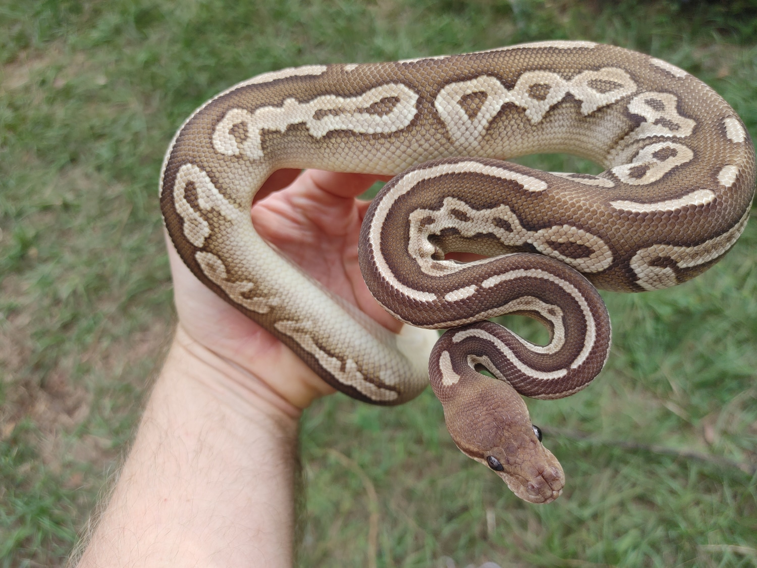 Cinnamon Mojave Ball Python by Olympian Exotics MorphMarket