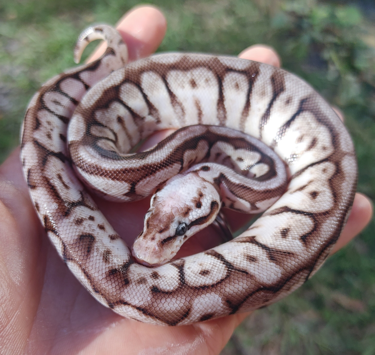 Pastel Cinnamon Spider Ball Python by Olympian Exotics - MorphMarket