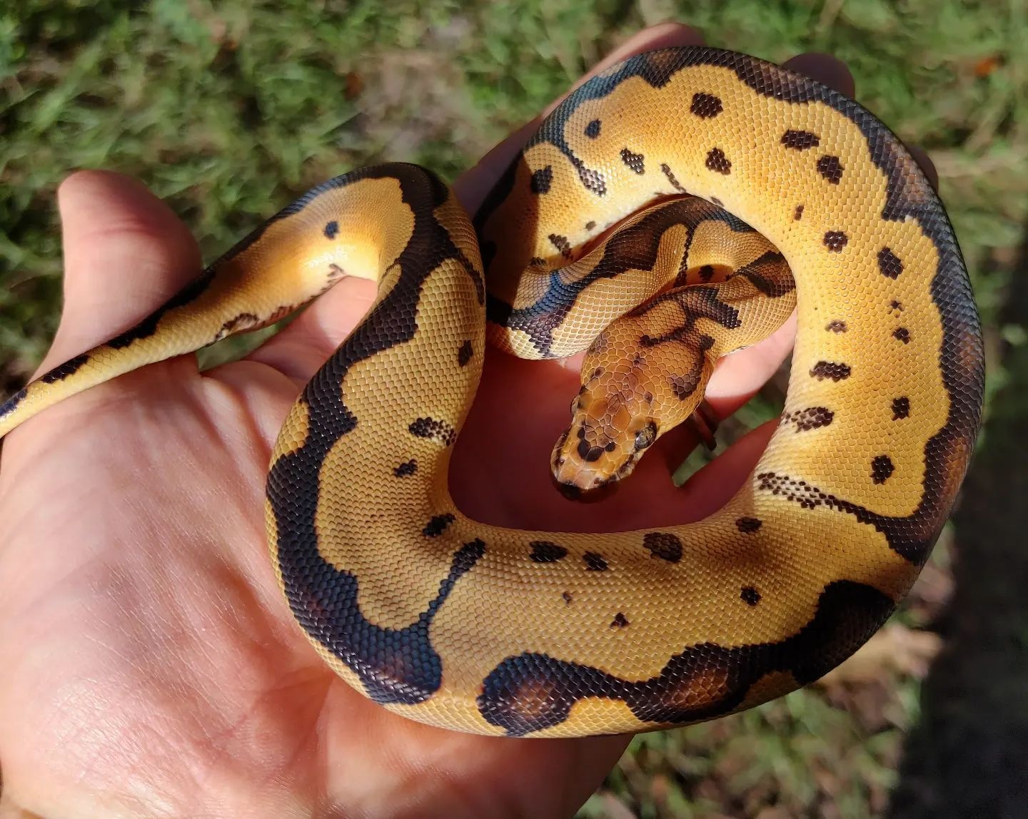 Blade Clown Ball Python by Olympian Exotics MorphMarket