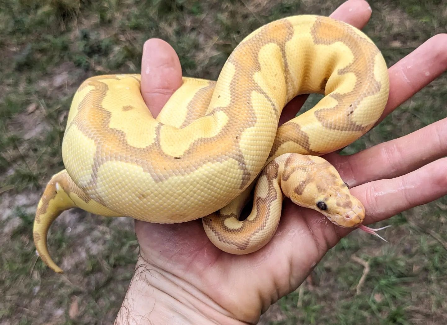 Banana Enchi Clown Ball Python by Olympian Exotics MorphMarket