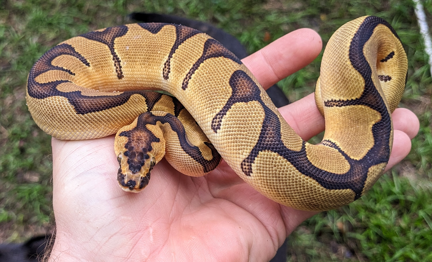 Enchi Blade Clown Female Ball Python by Olympian Exotics MorphMarket