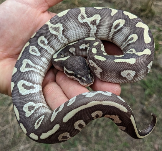 Super Mystic Ball Python by Olympian Exotics