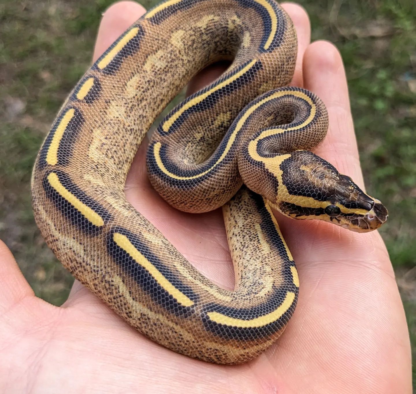 Freeway Female Ball Python by Olympian Exotics - MorphMarket