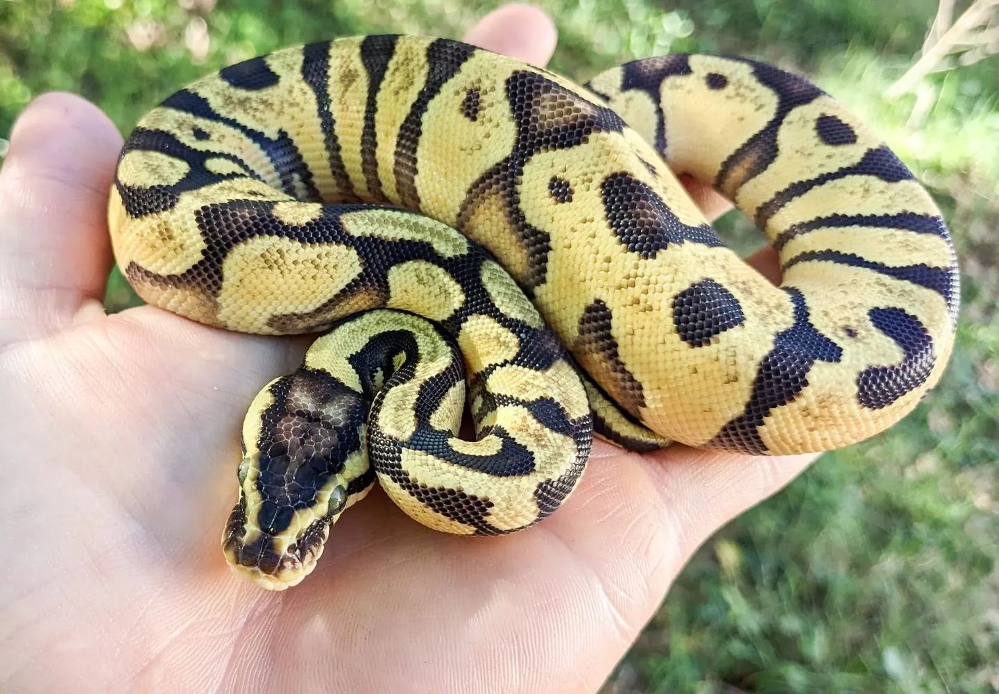 Pastel Enchi Yellowbelly Ball Python by Olympian Exotics MorphMarket