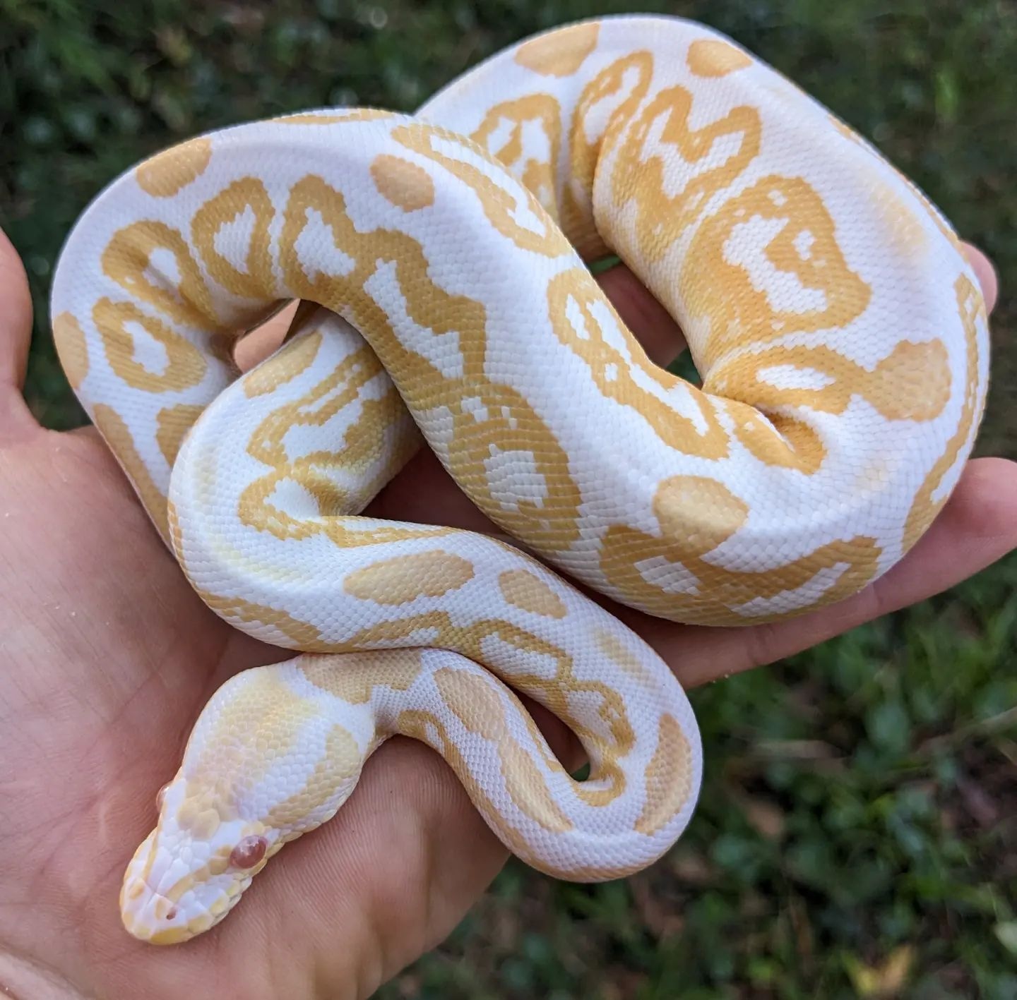 A+ Black Pastel Albino Ball Python by Olympian Exotics - MorphMarket
