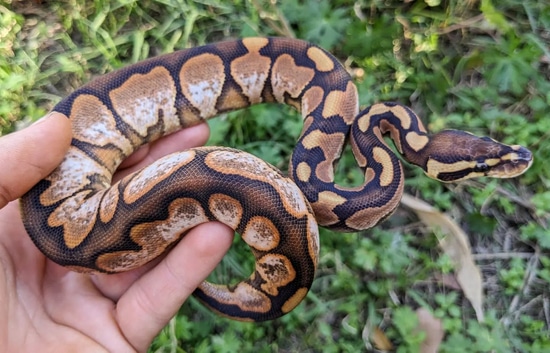 Black Pastel Enchi Calico Ball Python by Olympian Exotics