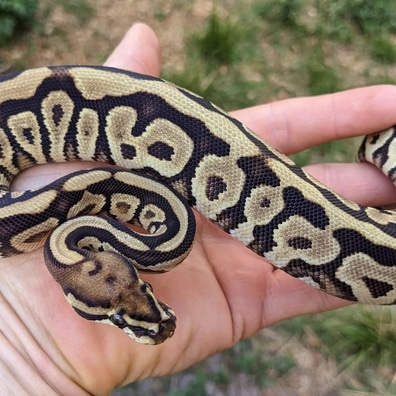 Ball Pythons For Sale - MorphMarket US & Canada