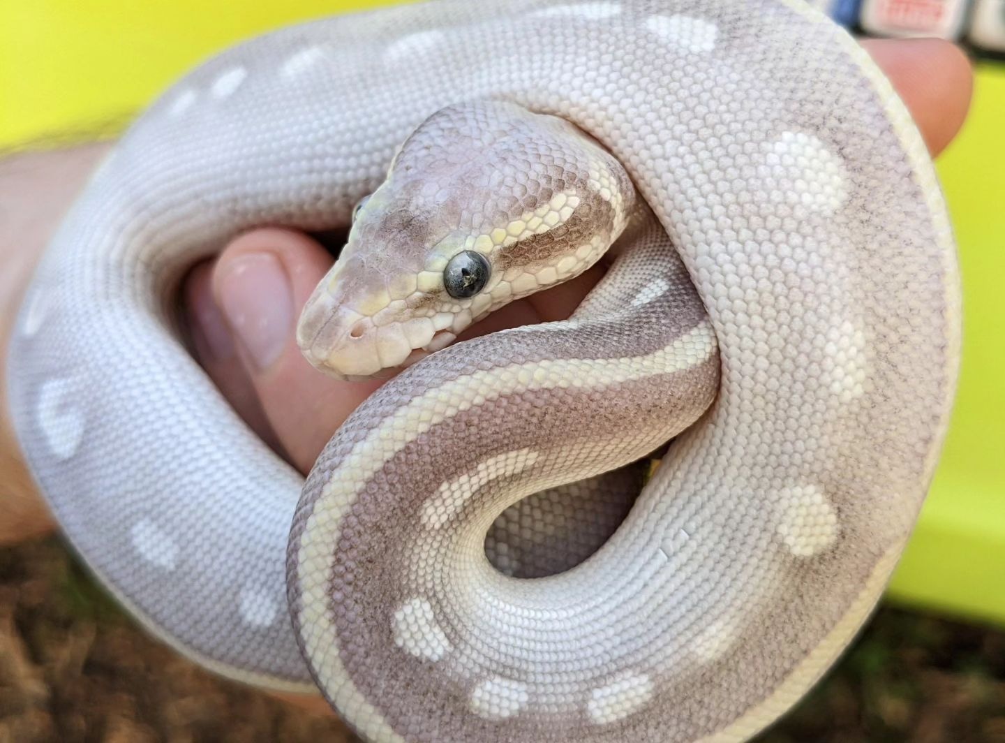 Pastel Purple Passion Ball Python by Olympian Exotics - MorphMarket