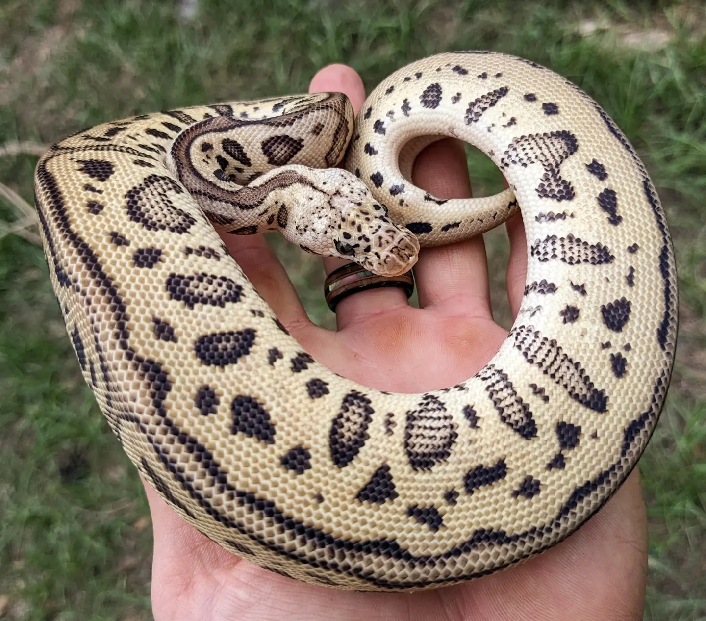 Pastel Leopard Spotnose Clown Ball Python by Olympian Exotics - MorphMarket