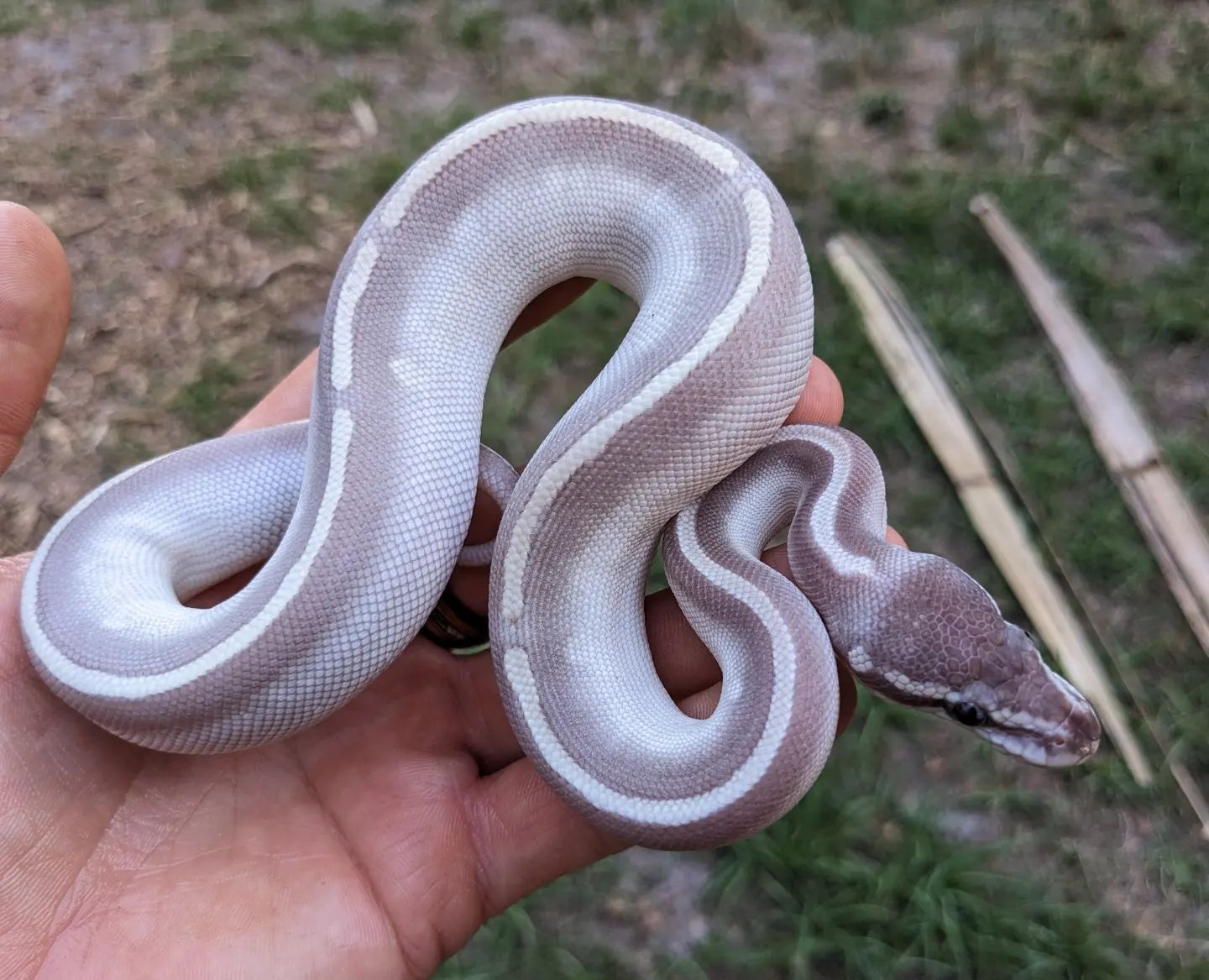 Phantom Mojave Ball Python by Olympian Exotics - MorphMarket