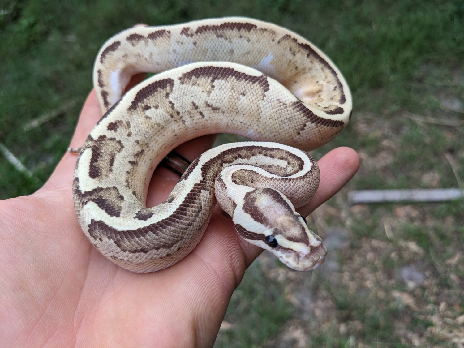 Disco Inferno Ball Python by Olympian Exotics - MorphMarket