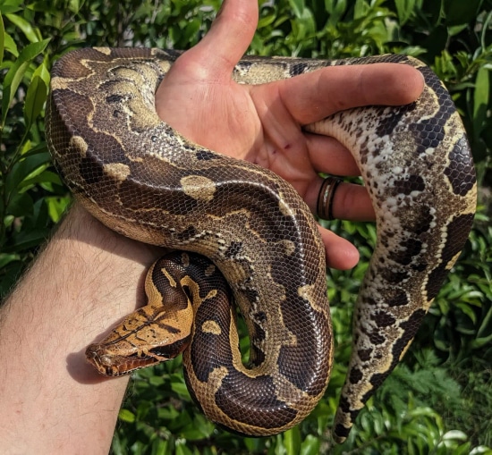 Borneo Short Tail Python ~2.5FT Female Borneo Short-Tailed Python by ...
