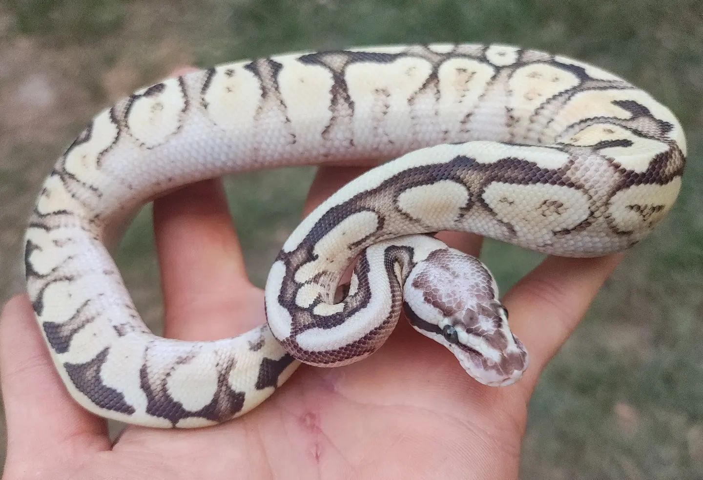Pastel Fire Mocha Yellowbelly Ball Python by Olympian Exotics - MorphMarket