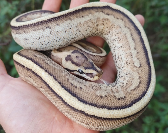 Super Stripe Ball Python by Olympian Exotics