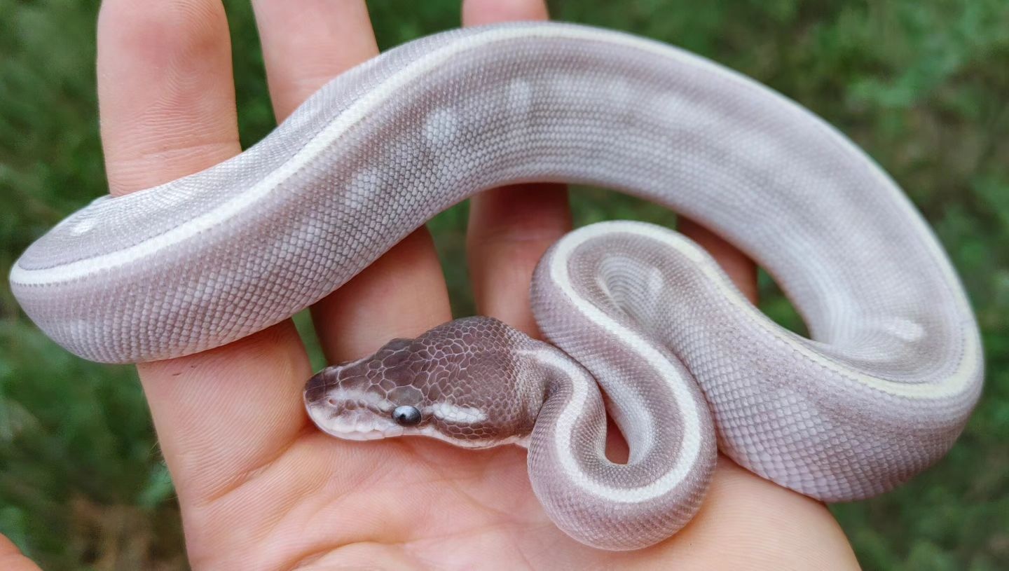Purple Passion Ball Python by Olympian Exotics - MorphMarket