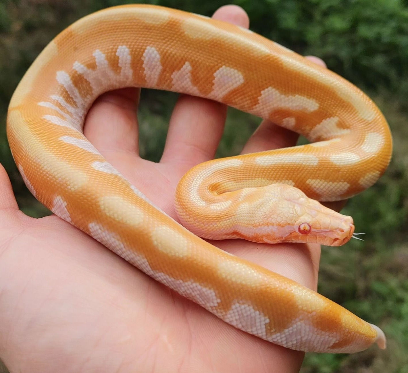 T Negative Albino Blood Python ~1FT Blood Pythons by Olympian Exotics - MorphMarket
