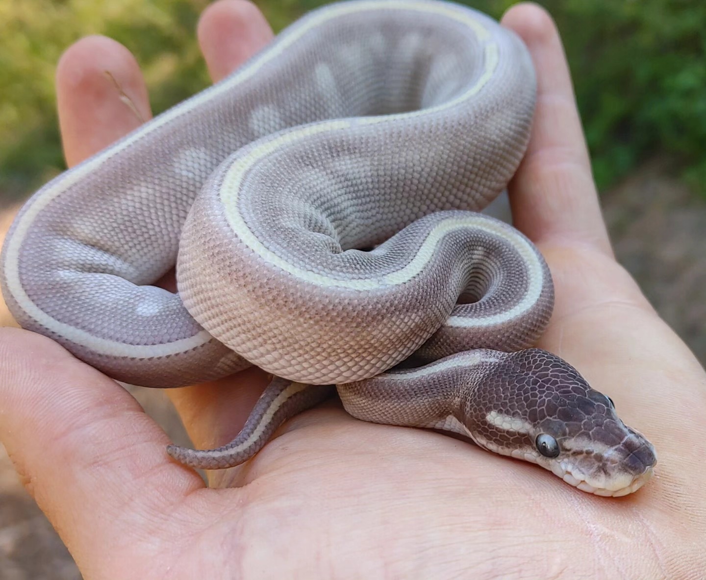 Purple Passion Ball Python by Olympian Exotics - MorphMarket