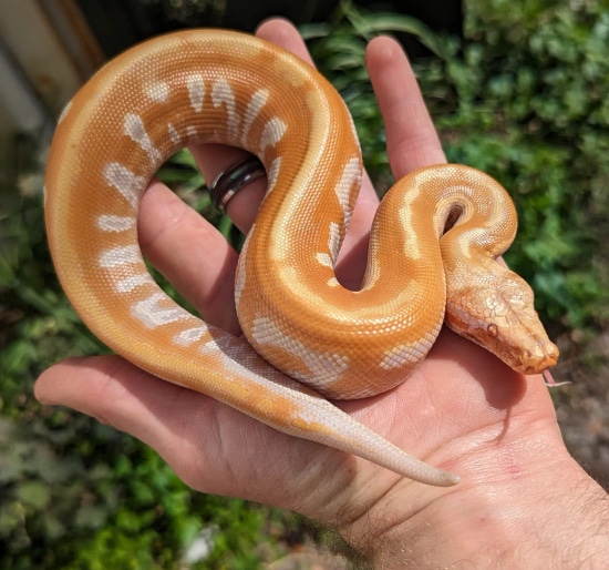 A+ T Negative Blood Python by Olympian Exotics