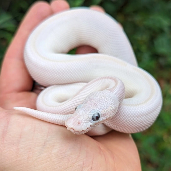 Karma Blue Eyed Leucistic Ball Python by Olympian Exotics