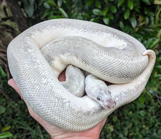 Super Cool Mystery Morph Female Ball Python by Olympian Exotics