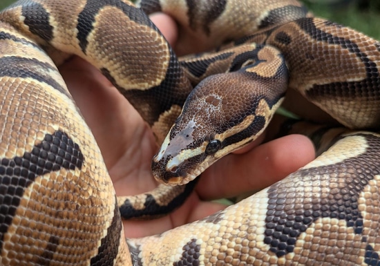 Microscale Ball Python One Small Eye by Olympian Exotics