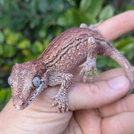 Striped Pinkish Gargoyle Gecko #320 by Olympian Exotics