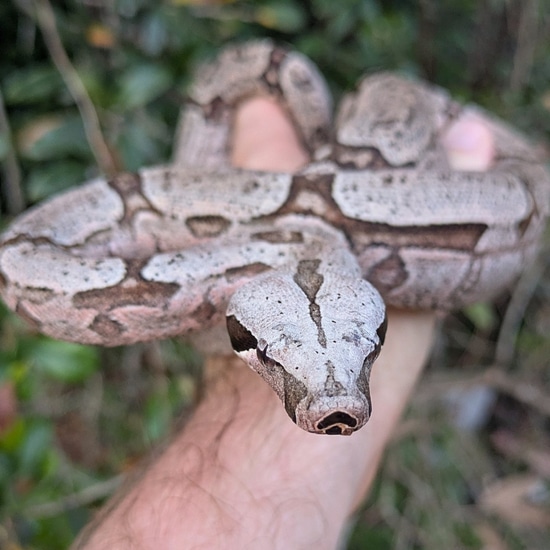 boa constrictor amarali premio de roma pythons and... Bolivian Boa Constrictor ( Amarali) Female ~2.5 FT by Olympian Exotics