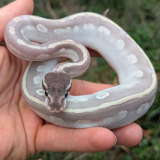 Purple Passion Ball Python by Olympian Exotics