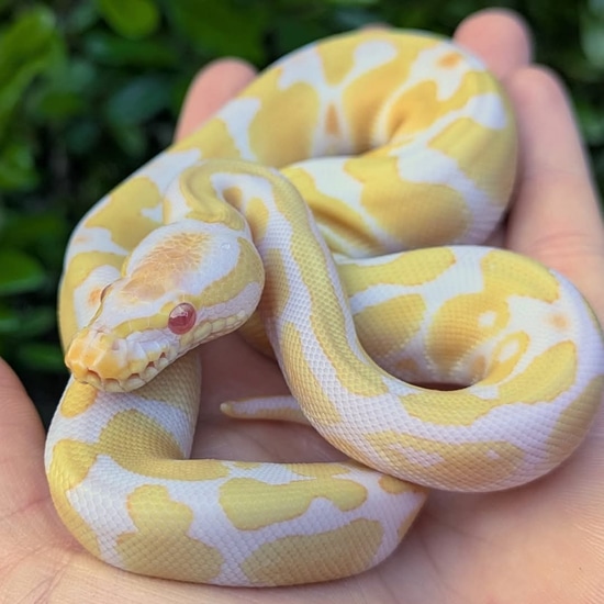 Banded Albino Ball Python Female 104g by Olympian Exotics