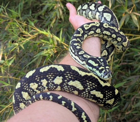 High Yellow Jungle Carpet Python ~4.5FT by Olympian Exotics