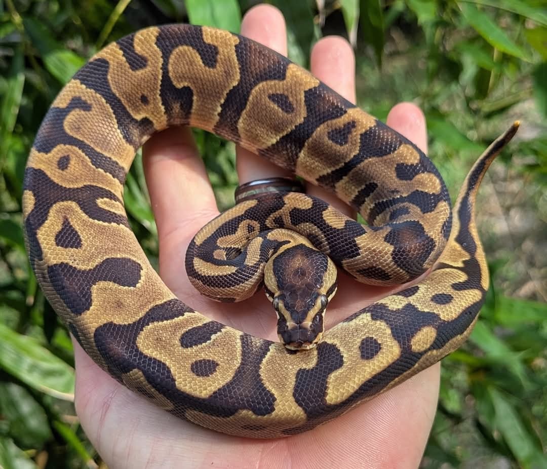 Enchi Leopard Ball Python