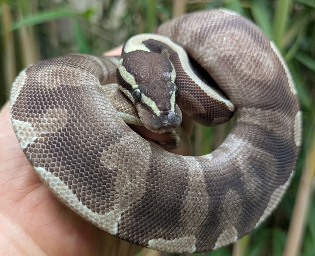 Enchi GHI Mojave Ball Python