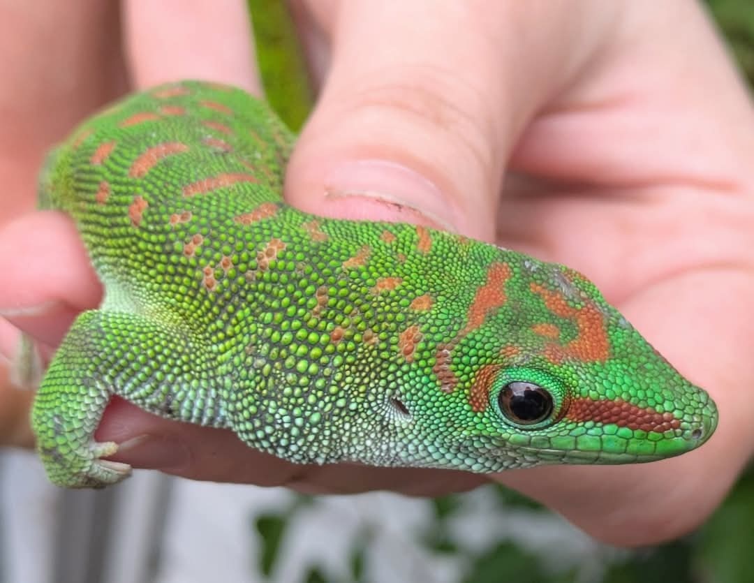 Madagascar Giant Day Gecko ~7 inch
