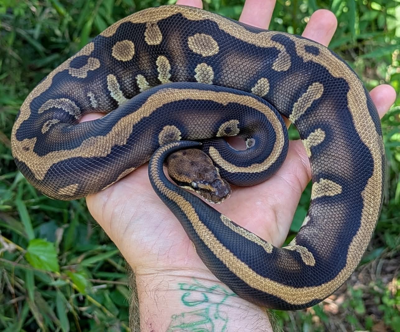 Stranger Leopard 100% Het Clown Ball Python