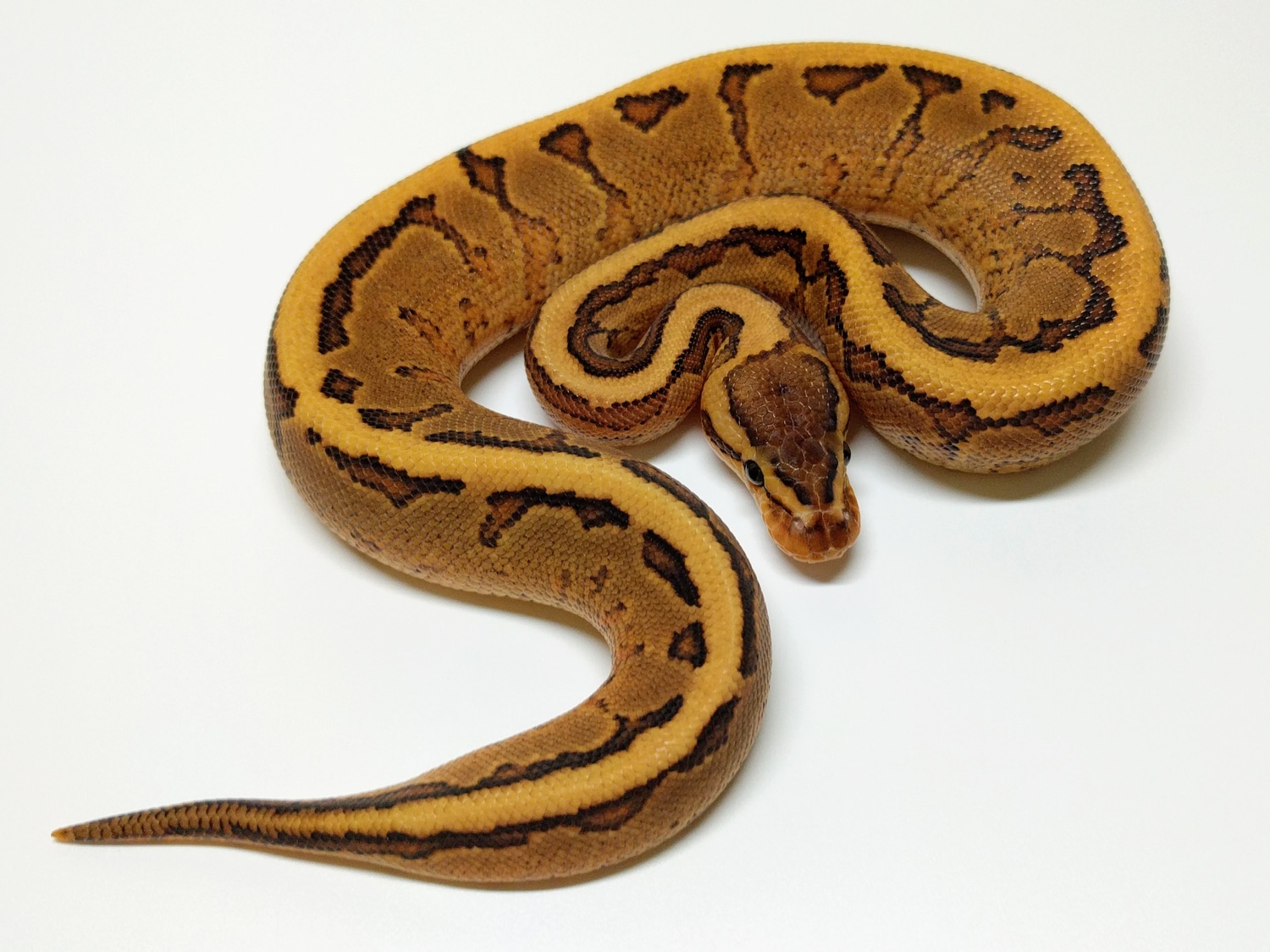 Yellowbelly Firing Pin Ball Python by Omnipotent Serpents - MorphMarket