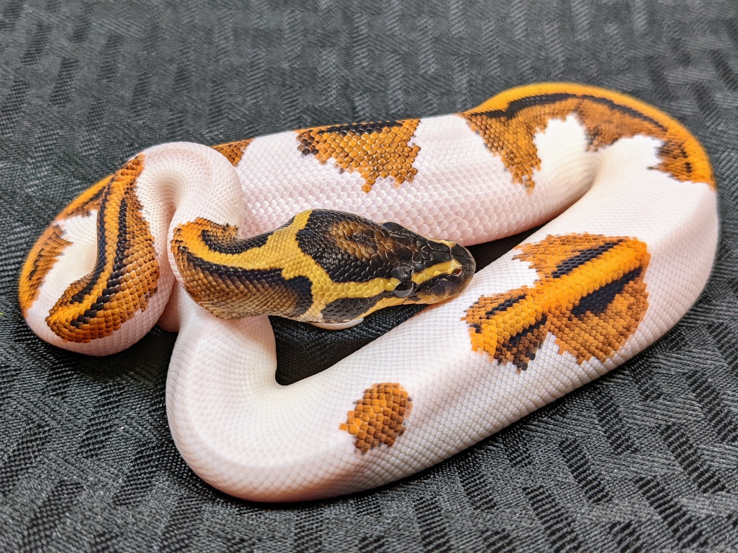 Pumpkin Pied Ball Python by Omnipotent Serpents - MorphMarket