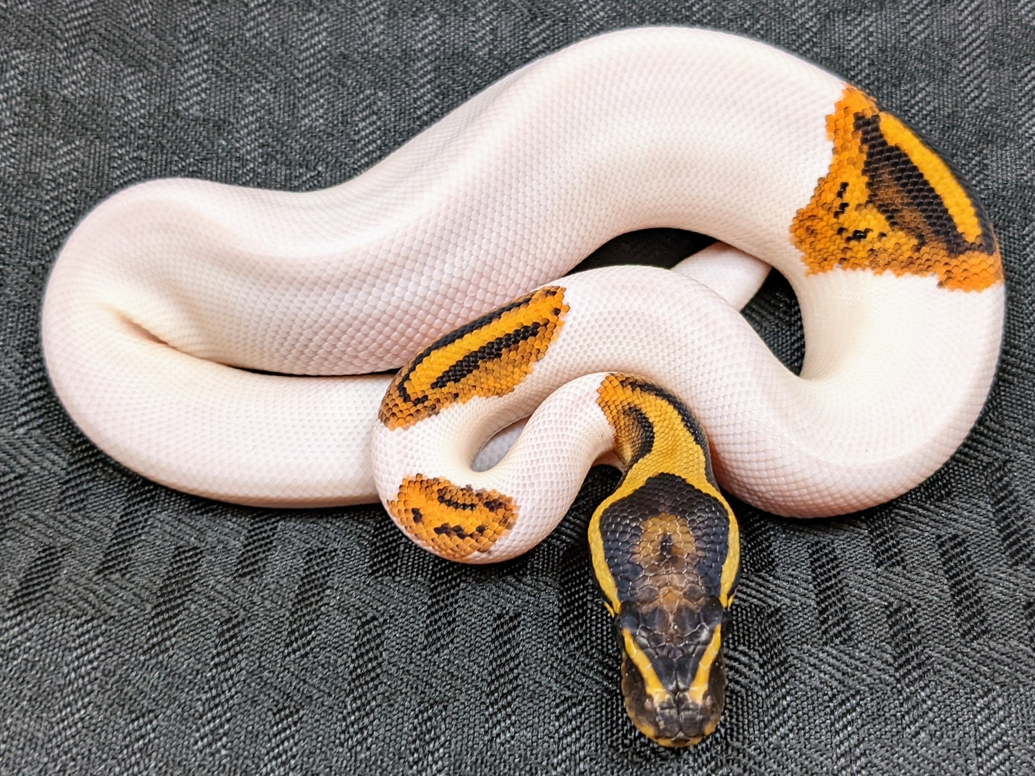 Pumpkin Pied Ball Python by Omnipotent Serpents - MorphMarket