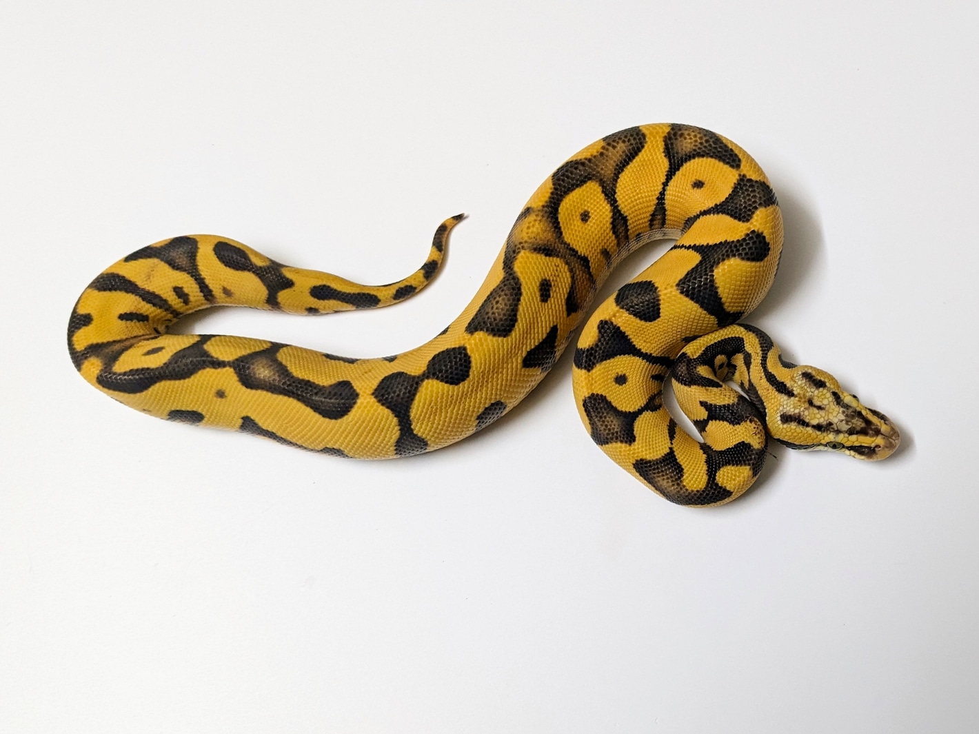 ENCHI Super Orange Dream Enchi Leopard Pied 50% Het Clown Ball