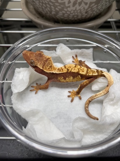 Pink/Red Base Yellow Crested Gecko by One In A Chamillion