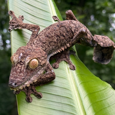 Leaf-Tailed Geckos For Sale - MorphMarket US & Canada