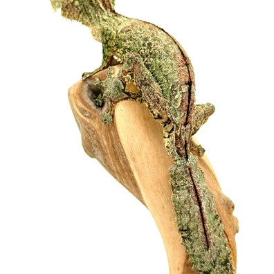 【美品】OZWRT Agave Leaf Tailed Gecko 17cm エダハアガベヤモリ』Verオテロイ Satanic Agave Leaf Tailed