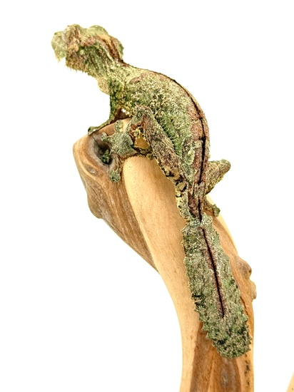 【美品】OZWRT Agave Leaf Tailed Gecko 17cm 美品】OZWRT Agave Leaf Tailed Gecko - メルカリ