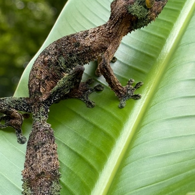 Leaf-Tailed Geckos For Sale - MorphMarket US & Canada