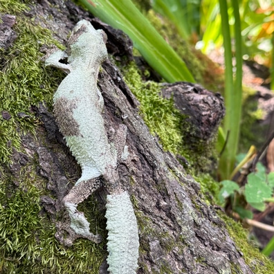 【美品】OZWRT Agave Leaf Tailed Gecko 17cm 美品】OZWRT Agave Leaf Tailed Gecko - メルカリ