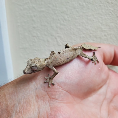 未開封品 OZWRT Agave Leaf Tailed Gecko 17cm