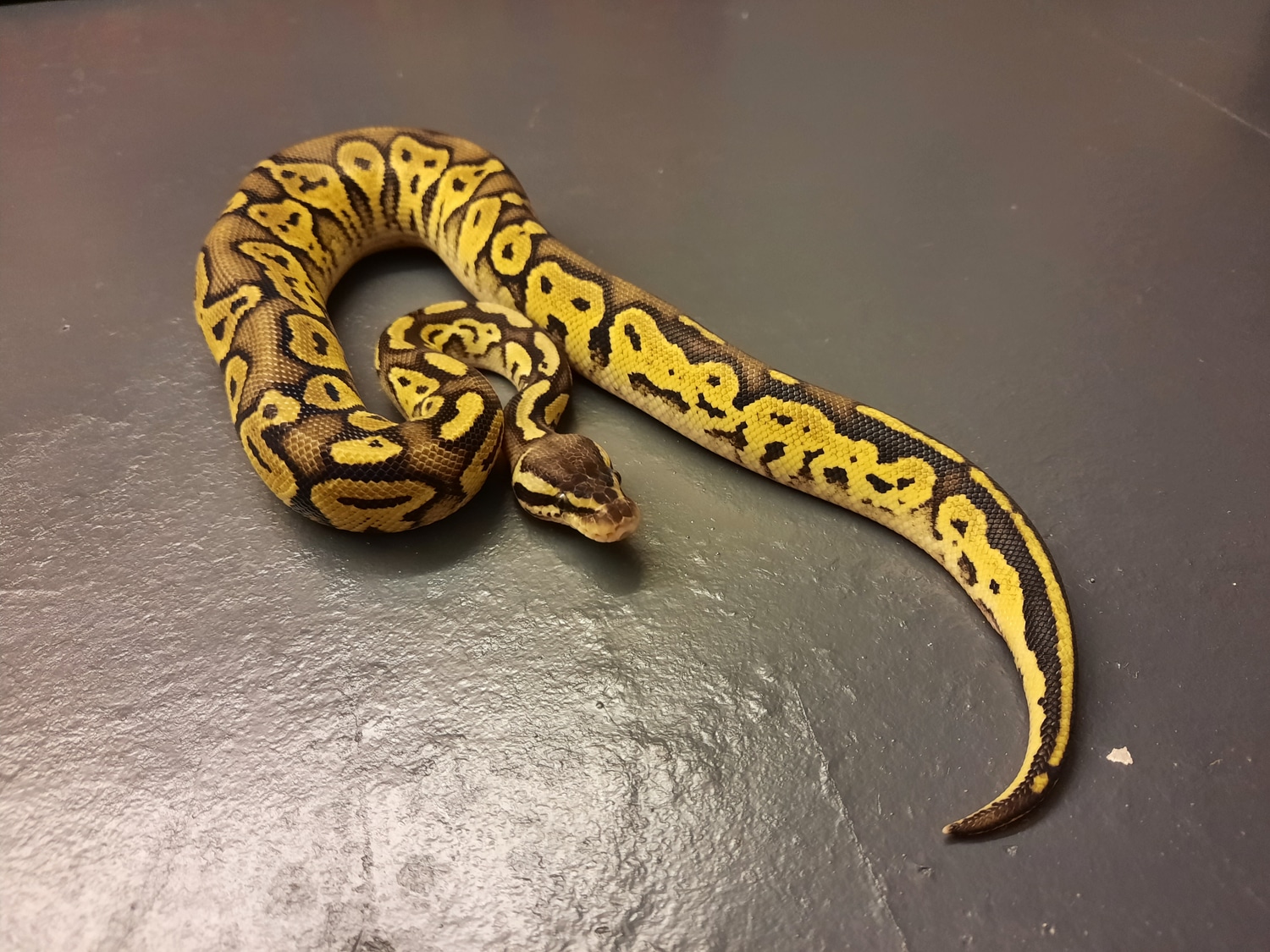 Lace Bongo Ball Python by AKW23Reptiles MorphMarket
